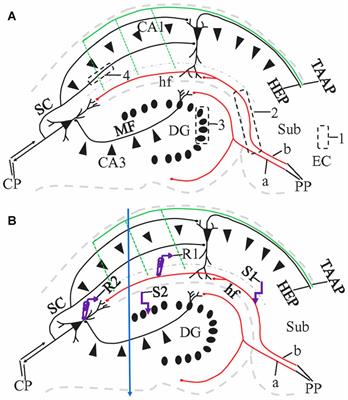 A Comparison of Different Slicing Planes in Preservation of Major Hippocampal Pathway Fibers in the Mouse